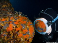   Parazoanthus mirror  